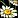 Friedensblume