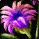 Blutblüte