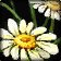 Friedensblume